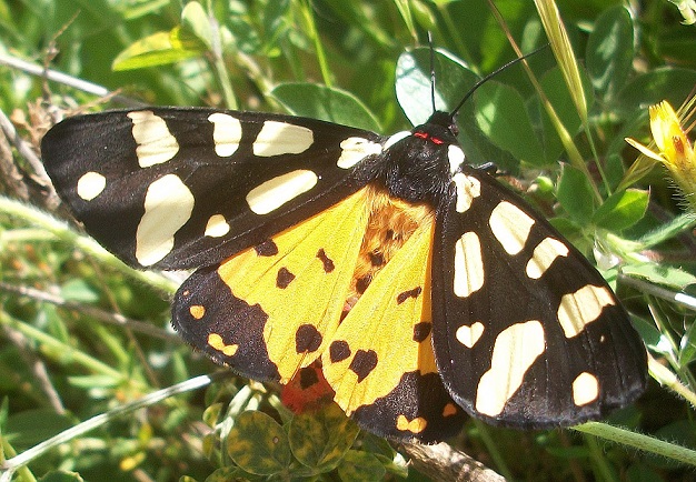 Arctia villica