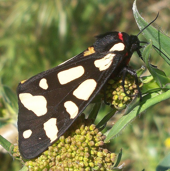 Arctia villica