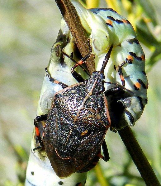 Predatori di farfalle