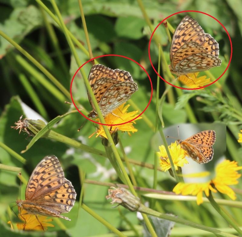 Boloria 3