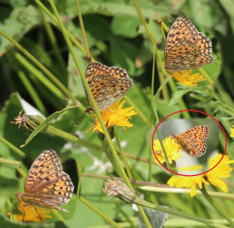 Boloria 3