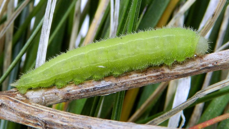 Melanargia arge (larva e crisalide)