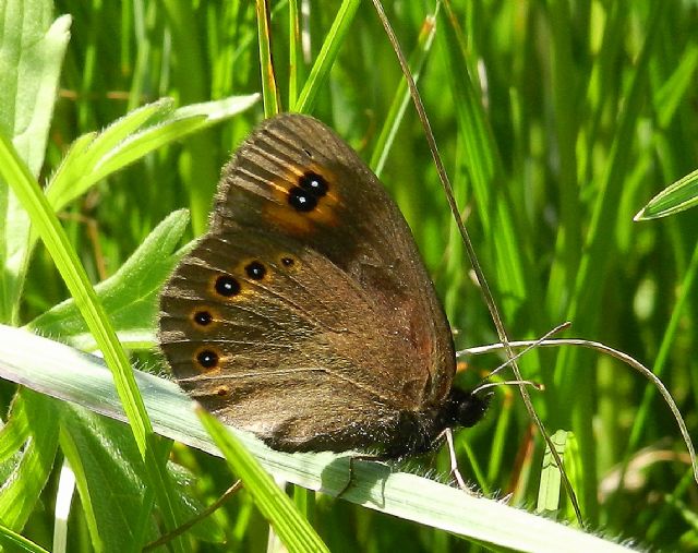 Erebia medusa ?