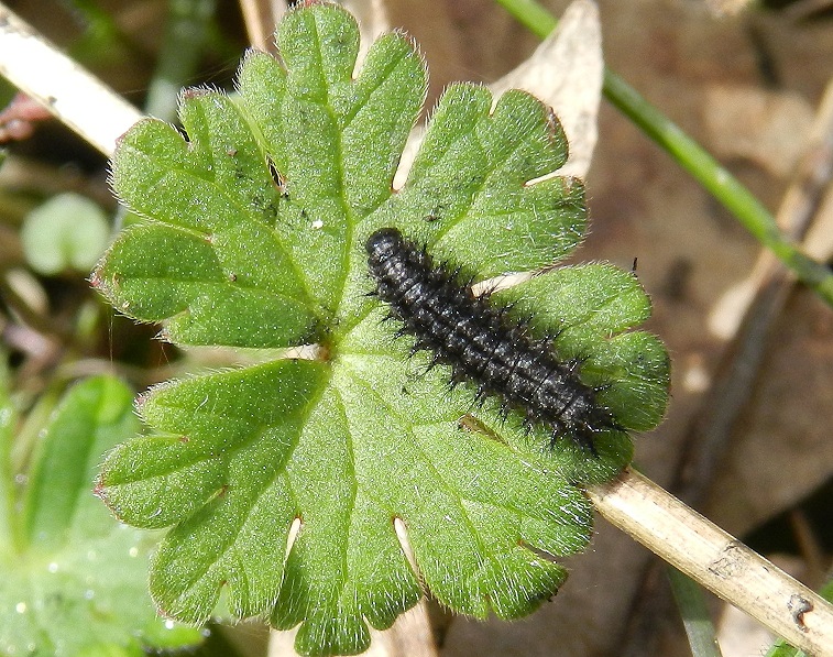 Euphydryas provincialis....il nido