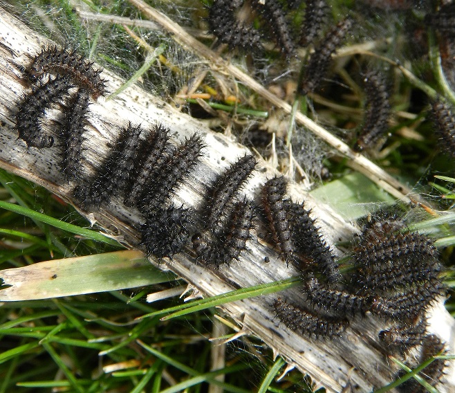 Euphydryas provincialis....il nido