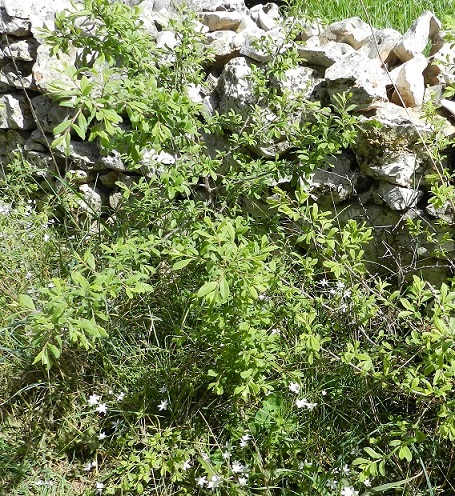 Satyrium acaciae...il bruco