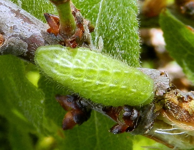 Satyrium acaciae...il bruco