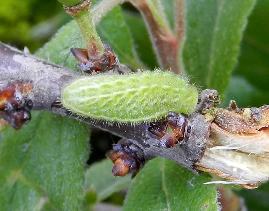 Satyrium acaciae...il bruco