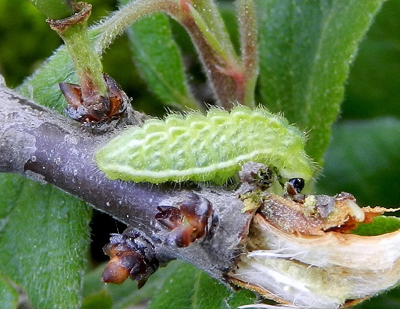 Satyrium acaciae...il bruco