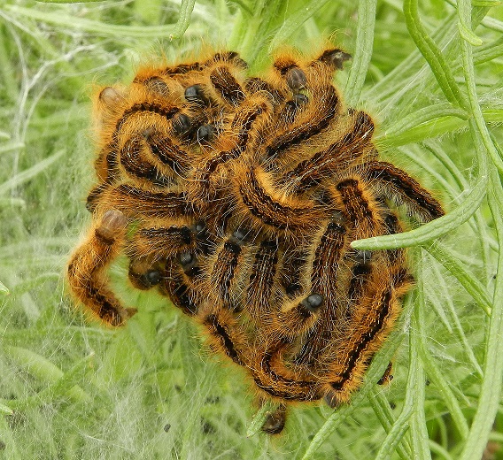 bruchi Malacosoma franconica