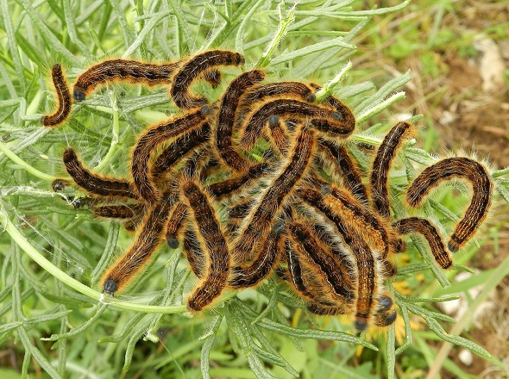 bruchi Malacosoma franconica