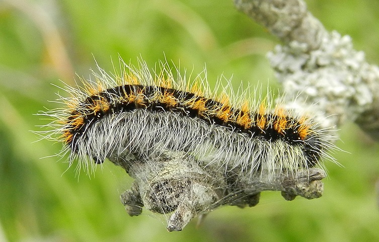 bruchi Aporia crataegi