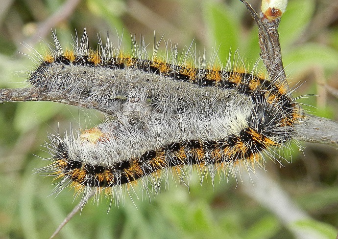 bruchi Aporia crataegi