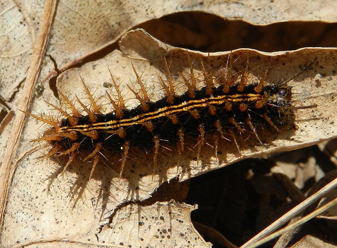 Argynnis paphia...i bruchi