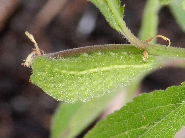 Satyrium acaciae...il bruco