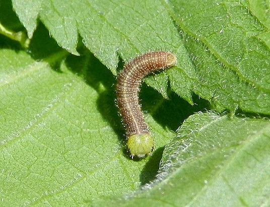 Libythea celtis ... il bruco