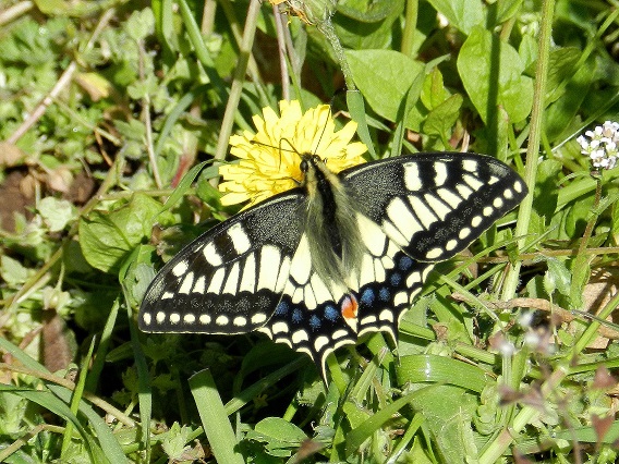 una manciata di solite...diurne