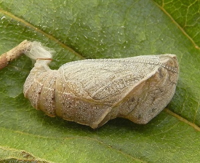Libythea celtis ... il bruco