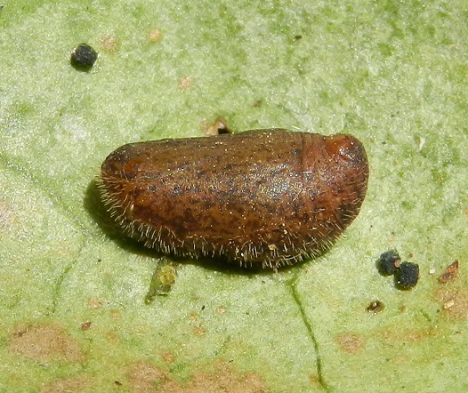 Satyrium acaciae...il bruco