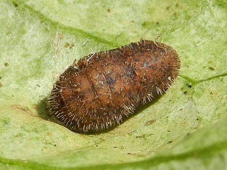 Satyrium acaciae...il bruco