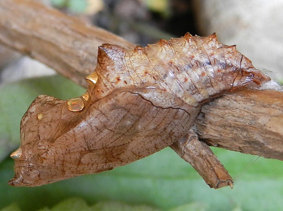 Argynnis paphia...i bruchi