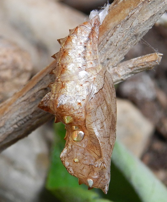 Argynnis paphia...i bruchi