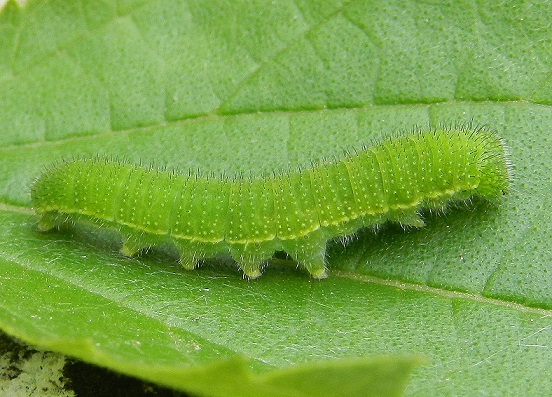 Libythea celtis ... il bruco