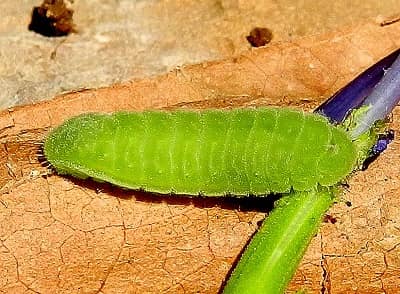 Leptotes pirithous...il bruco