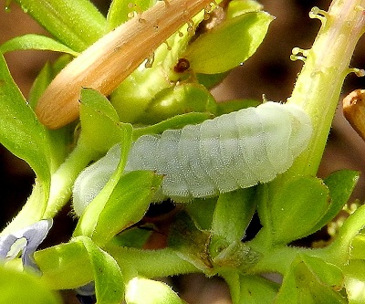 Leptotes pirithous...il bruco