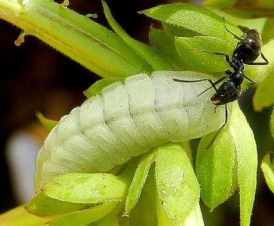 Leptotes pirithous...il bruco