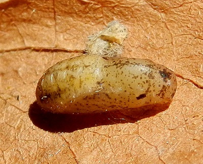 Leptotes pirithous...il bruco