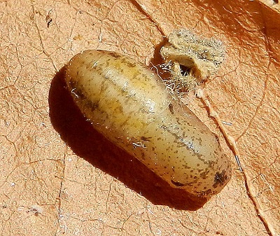 Leptotes pirithous...il bruco