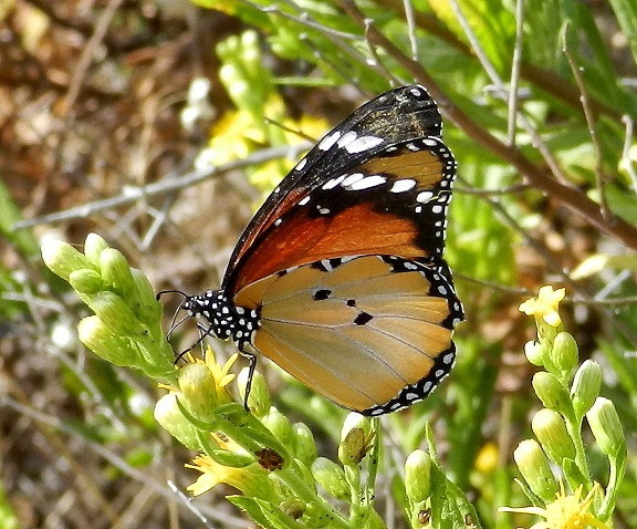 la Danaus di Puglia