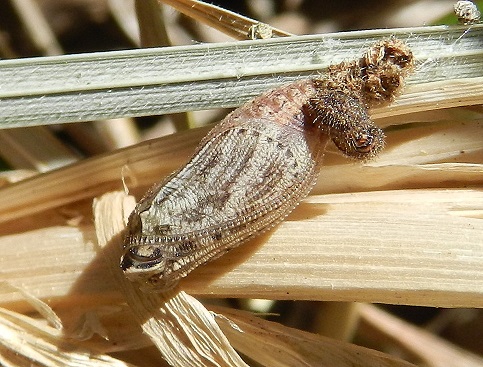 eccolo!!! Pyronia cecilia...il bruco