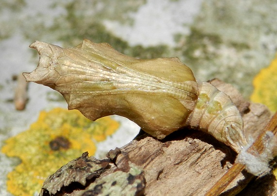 Polygonia c-album , crisalide