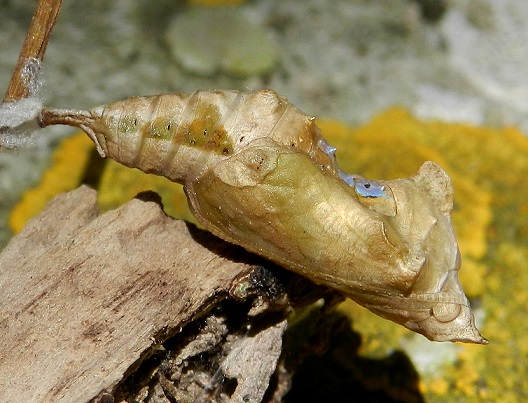 Polygonia c-album , crisalide