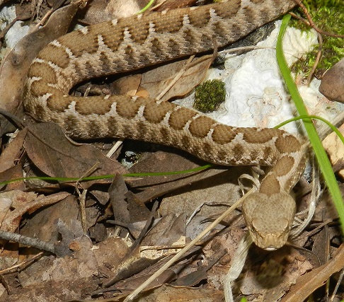 Vipera aspis hugyi