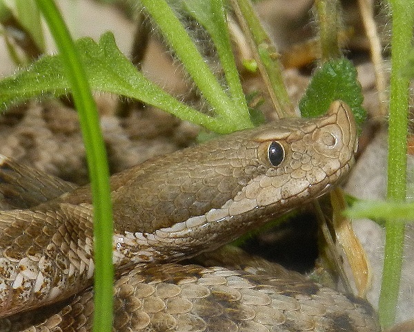 Vipera aspis hugyi