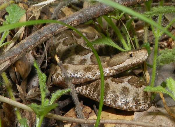 Vipera aspis hugyi