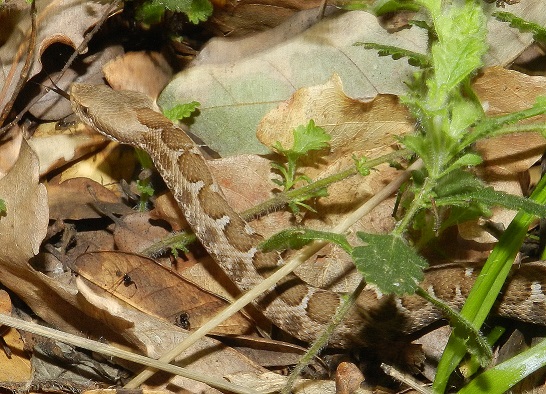 Vipera aspis hugyi