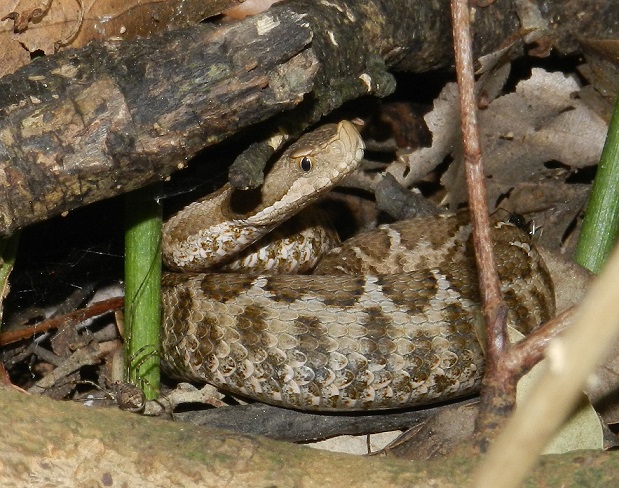 Vipera aspis hugyi