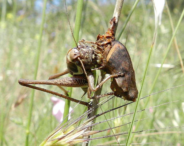 Predatori di farfalle