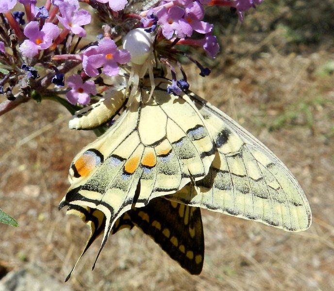 Predatori di farfalle