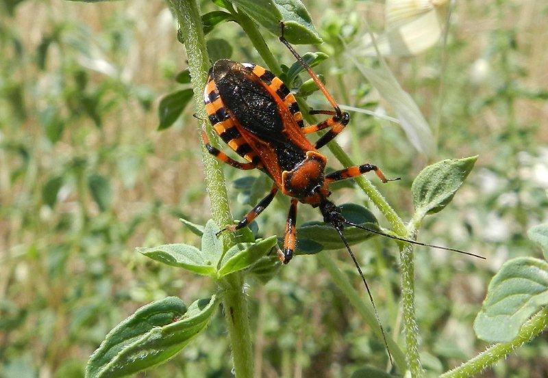 Reduviidae: Rhynocoris cf rubricus delle Puglie (BA)