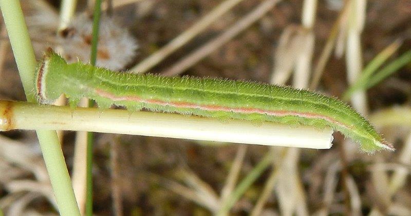 Hyponephele lupina