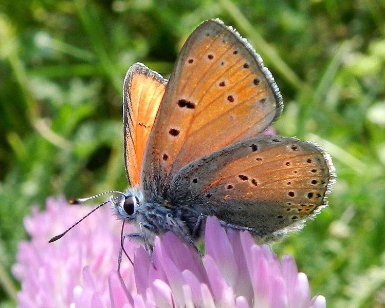 quelle che non ero abituato a vedere...