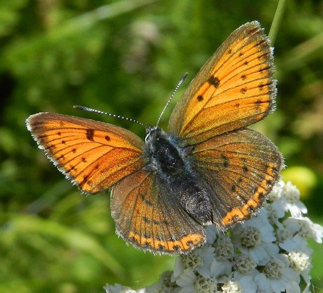 quelle che non ero abituato a vedere...