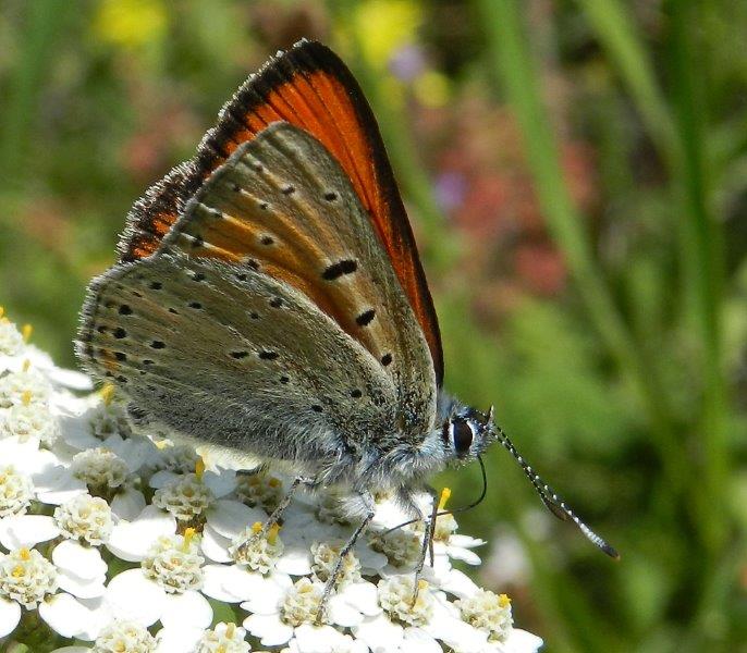 quelle che non ero abituato a vedere...