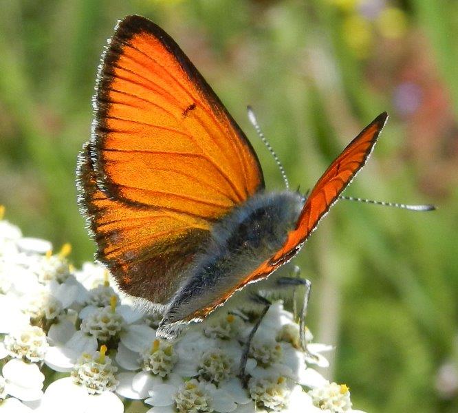 quelle che non ero abituato a vedere...