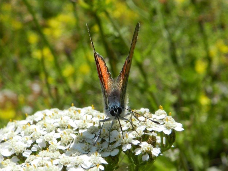 quelle che non ero abituato a vedere...